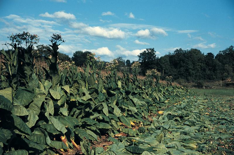Champ (camp, pèça) de tabac (tabat) en partie récolté, à Camboulan, 1986