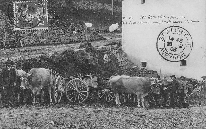 171 Roquefort (Aveyron) Coin de la ferme du mas, bœufs enlevant le fumier