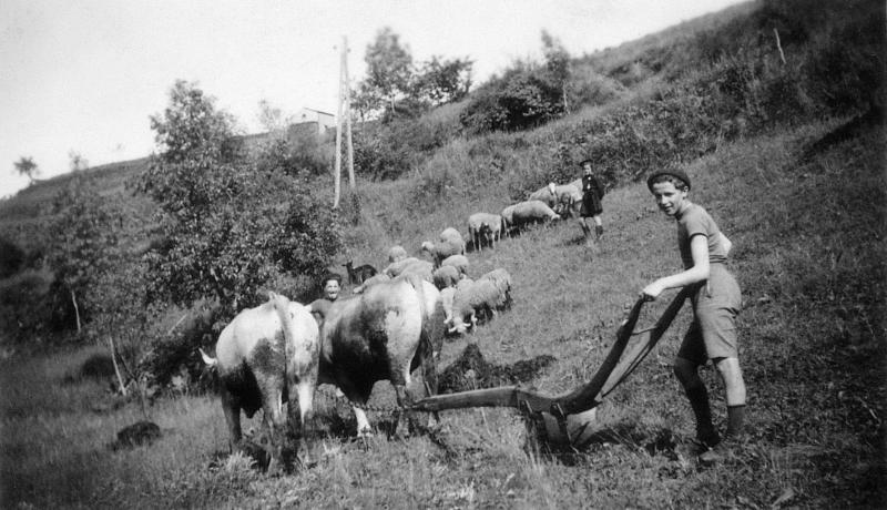 Temps de pause durant labour (laur) avec une charrue à versoir (carruga, dombasla, drechièira) attelée à une paire de bovidés (parelh) et garde d'un troupeau (tropèl) d'ovidés, à La Capelle, 1937