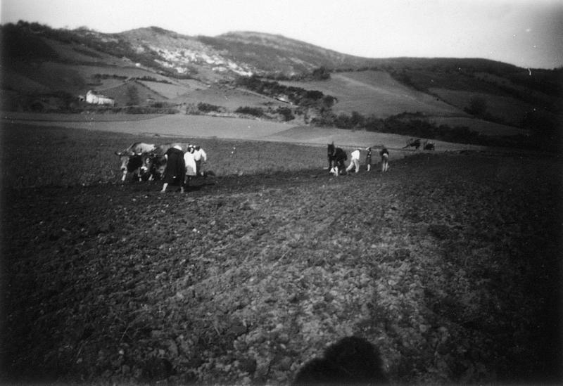 Labour (laur) avec paire de bovidés (parelh), personnes semant et équidé, 1941