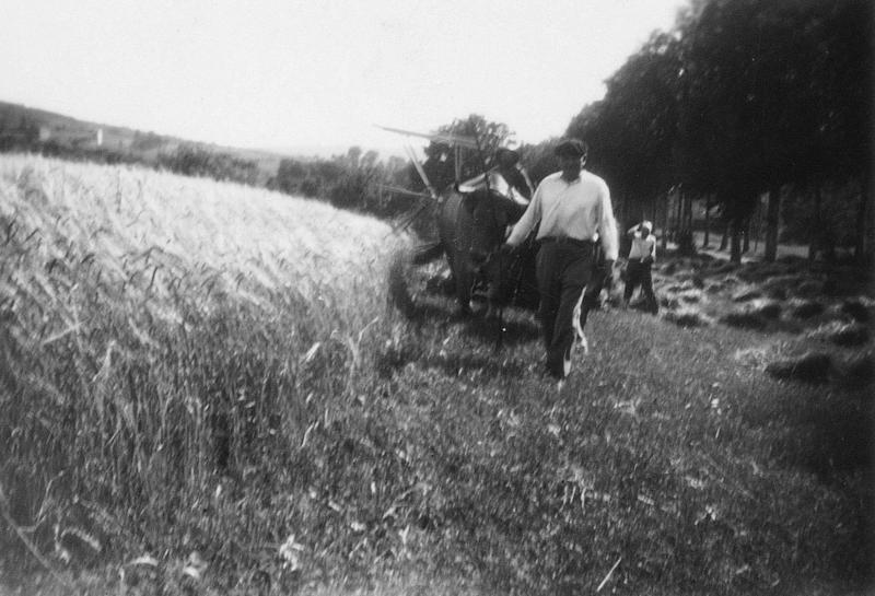 Moisson (meisson, sèga) mécanisée avec paire de bovidés (parelh) et moissonneuse lieuse (ligaira, liusa) à rabatteurs, au Vieuzet, 1941