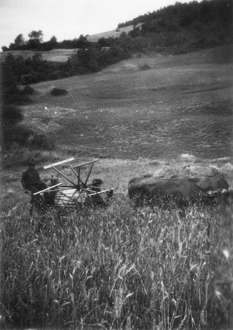 Moisson (meisson, sèga) mécanisée avec paire de bovidés (parelh) et moissonneuse lieuse (ligaira, liusa) à rabatteurs, 1957
