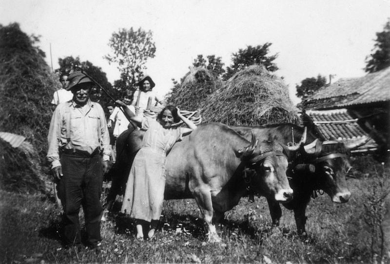 Personnes devant paire de bovidés (parelh) attelée et trois gerbiers (plonjons), à Mascourbe, 1940