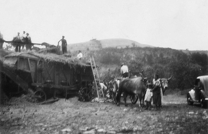 Dépiquage (escodre) mécanisé avec une batteuse (batusa) et paire de bovidés (parelh) attelée à un char (carri), à Laumière, 1940