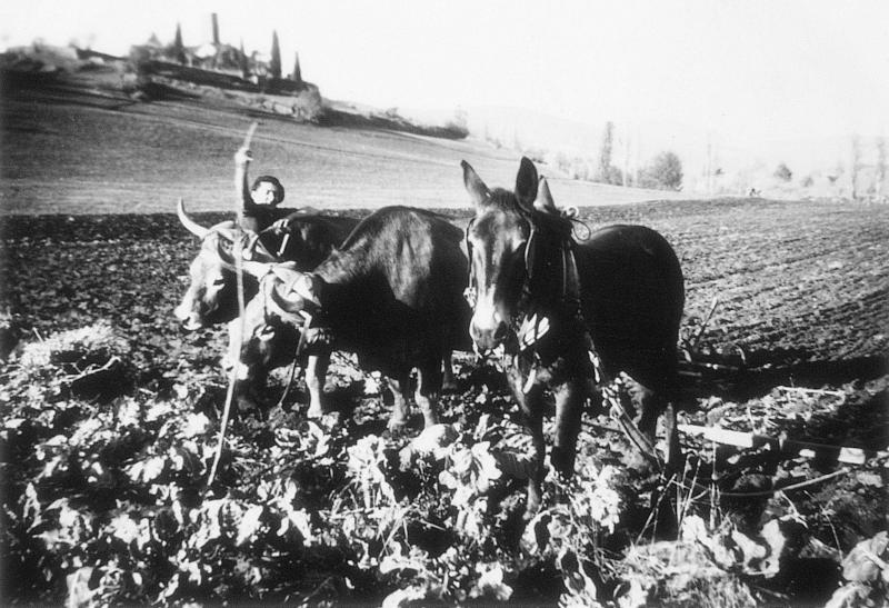 Temps de pause durant labour (laur) avec paire de bovidés (parelh) et hersage avec un équidé, choux (cauls), à Calmels, 1953