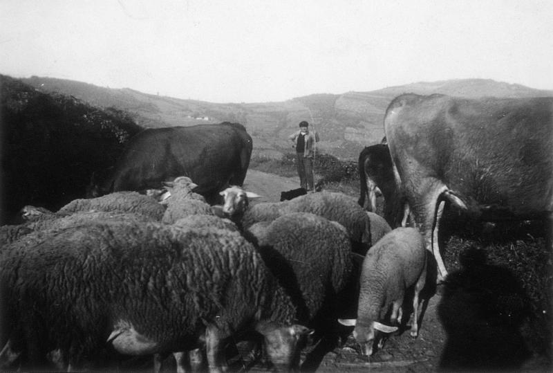 Homme gardant des bovidés et des ovidés sur le bord d'un chemin (camin), à Fontanilles, 1947