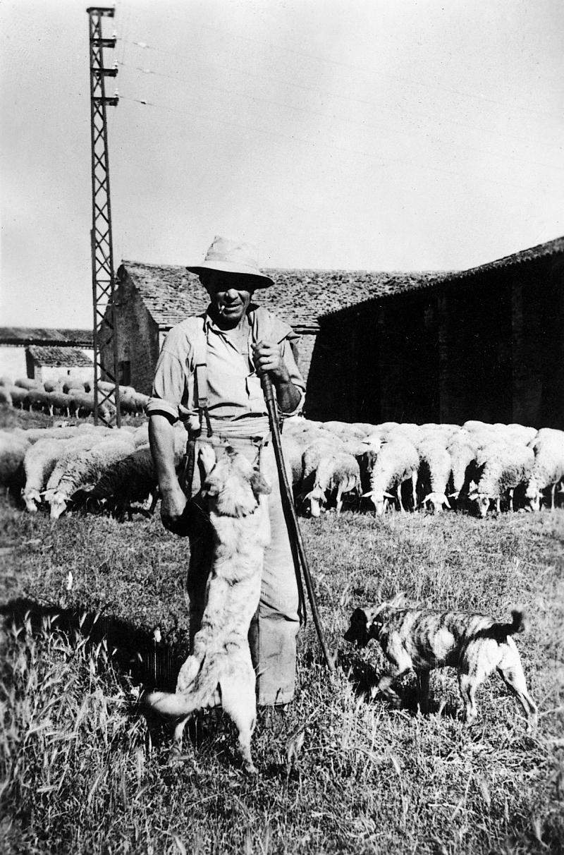  Homme gardant un troupeau (tropèl) d'ovidés, à Castel Crémat, 1956