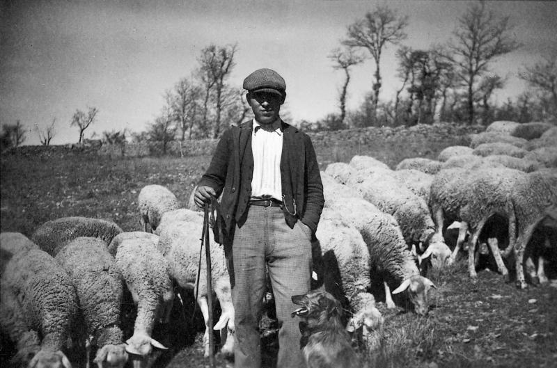  Jeune homme gardant un troupeau (tropèl) d'ovidés, aux Cazals, 1943