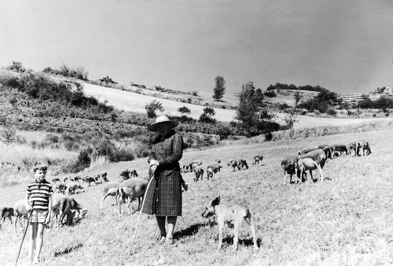 Garçon et femme gardant un troupeau (tropèl) d'ovidés, à Salelles, 1974