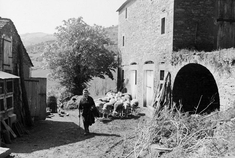 Femme conduisant un troupeau (tropèl) d'ovidés dans la cour d'une ferme (bòria), au Viala