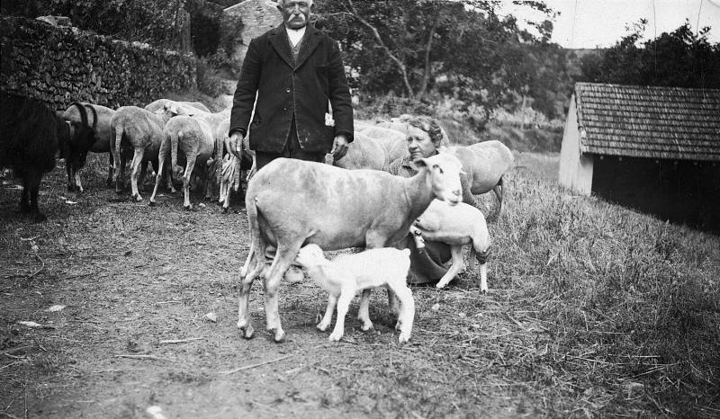 Couple et troupeau  tropèl) d'ovidés, agneau (anhèl) têtant sa mère, à Ladoux, 1940