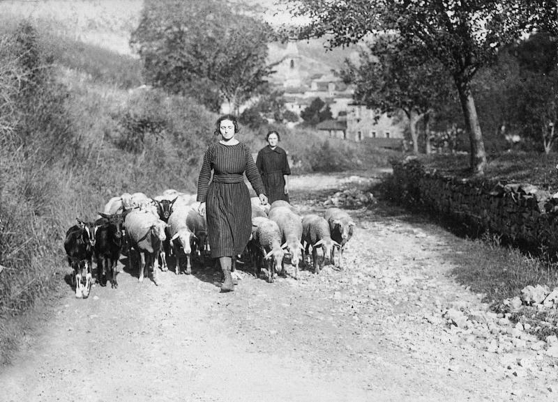  Deux femmes conduisant trois caprinés et un troupeau (tropèl) d'ovidés dans un chemin (camin), à Lapeyre, vers 1920