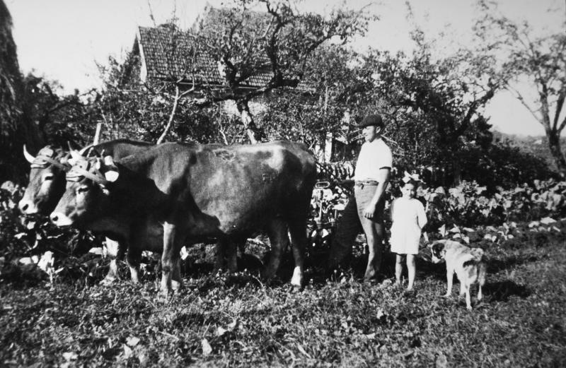 Temps de pause durant labour (laur, laurada) avec paire de bovidés (parelh) attelée à une charrue Brabant, au Cros, 1943