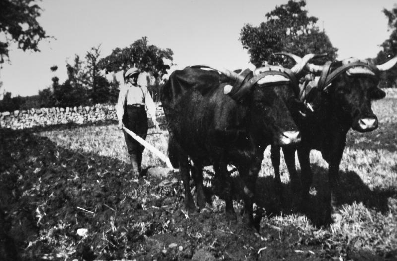 Labour (laur, laurada) avec charrue Dombasle tirée par une paire de bovidés 'parelh), au Mas d'Espagnol, septembre 1938