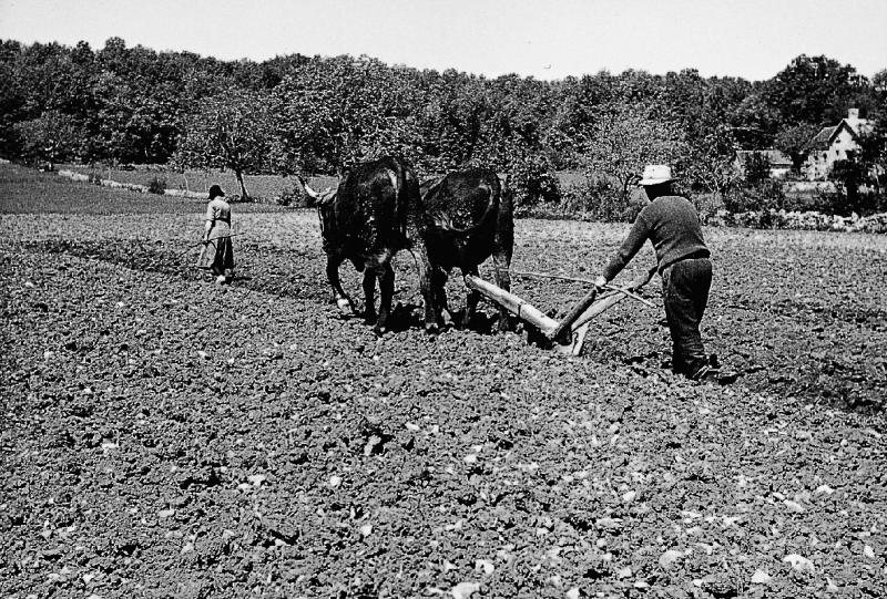 Femme semant du maïs (milh) dans un sillon (règa, selhon), homme labourant avec paire de bovidés (parelh) attelée à une charrue Dombasle, à Combies, mai 1964