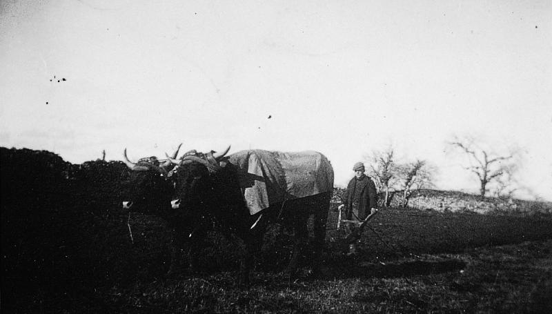  Labour (laur, laurada) avec une paire de bovidés (parelh) attelée à une charrue Dombasle, à Caluque, 1940