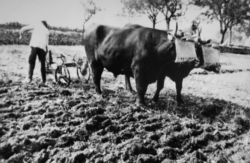 Labour (laur, laurada) avec paire de bovidés (parelh et charrue Brabant, à Estrabols le Bas, 25 août 1949