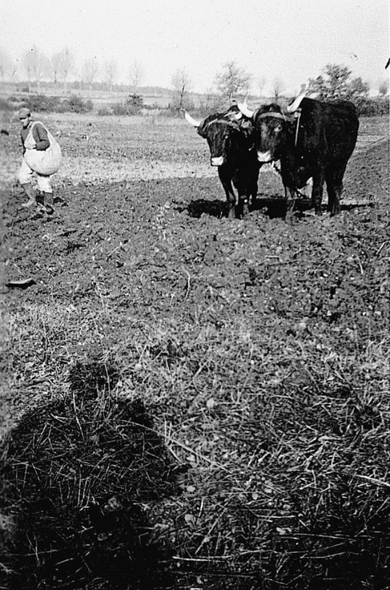  Homme semant à la volée et paire de bovidés (parelh) attelée à une herse (èrsa), à Nauviale ou Neuviale, 1960