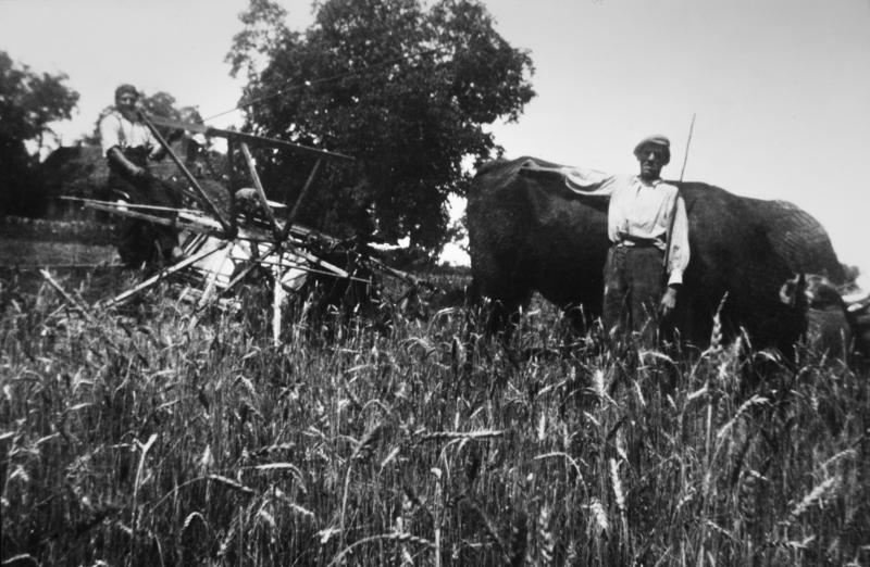 Temps de pause durant moisson (meisson, sèga) mécanisée avec paire de bovidés (parelh) et faucheuse (dalhusa, segaira) à rabatteurs, au Mas d'Espagnol, 1950-1952