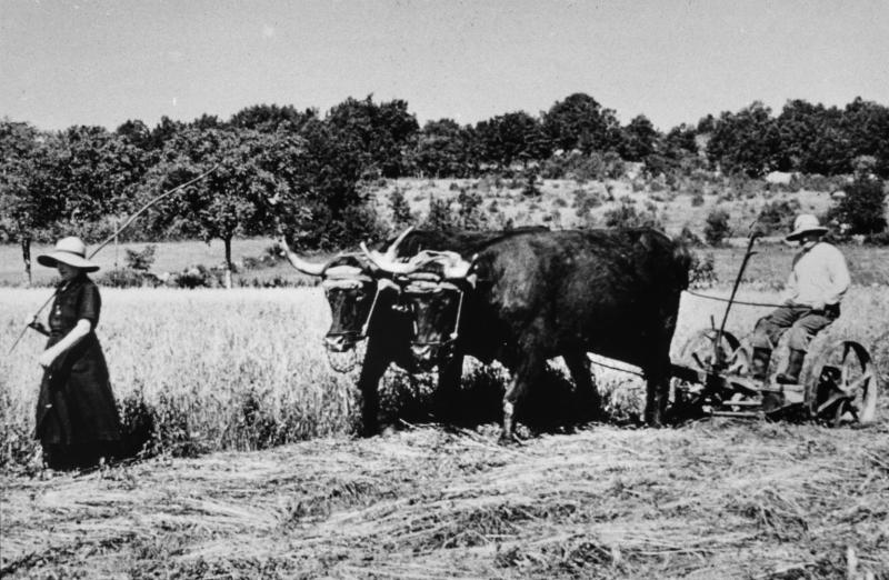 Fauchage mécanisé avec paire de bovidés (parelh) et femme guidant l'attelage, à Combies, juin 1961