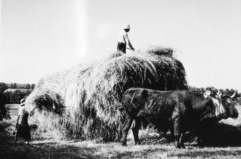  Chargement manuel du foin (fen) sur un char (carri) attelé à une paire de bovidés (parelh), à Salusses, juin 1961
