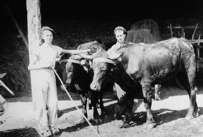 Deux hommes avec paire de bovidés (parelh), au Bousquet, 1941