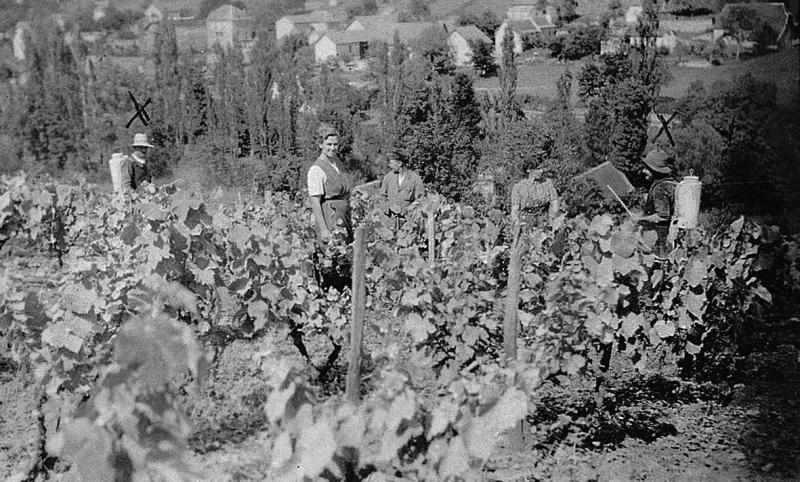  Temps de pause durant sulfatage (envitriolar) d'une vigne (vinha), au Mas de Pagès, 1940
