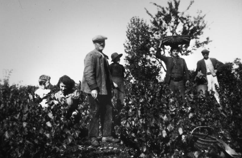 Temps de pause durant vendanges (vendémias, vendenhas) et homme avec corbeille (desca) sur la tête, à La Draye, 22 septembre 1944