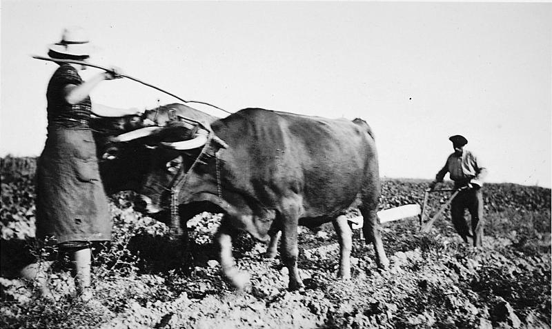 Femme guidant une paire de bovidés (parelh) et homme arrachant des pommes de terre (patanons, trufas, trufes, trufets) avec une charrue (trasièira), à Favols