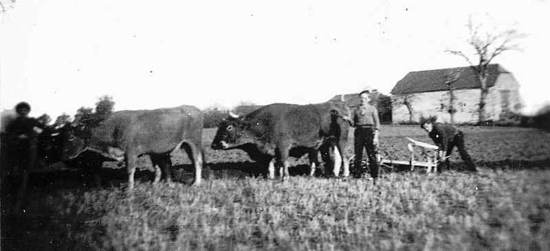 Temps de pause durant labour (laur, laurada) avec deux paires de bovidés (prodèl) et charrue Brabant, en Peyralès (secteur de La Salvetat Peyralès), janvier 1943