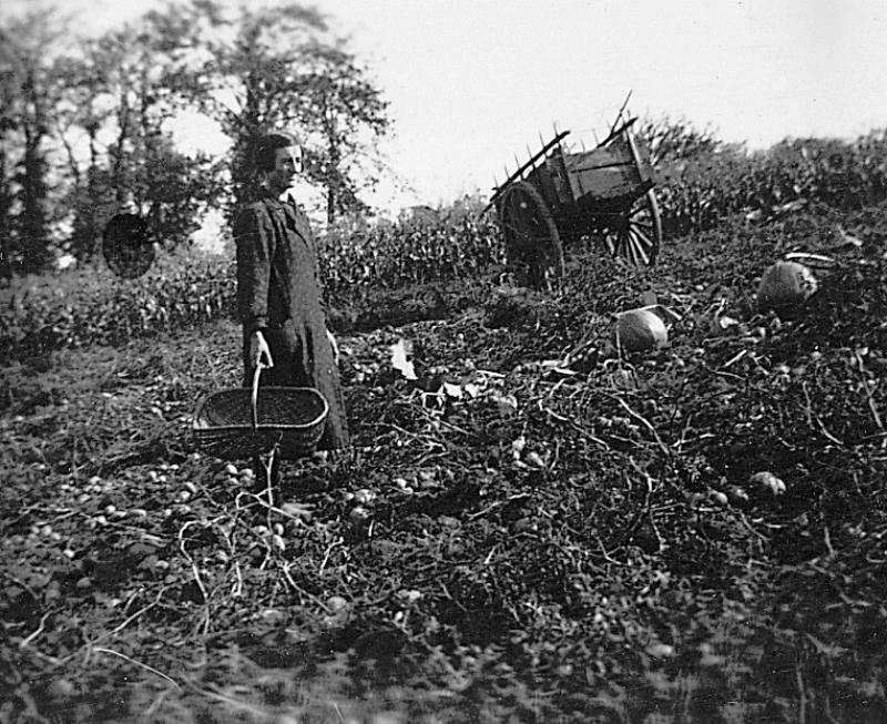 Temps de pause durant ramassage des pommes de terre (patanons, trufas, trufes, trufets) à côté d'un champ de maïs (milhièira), à Peyre Blanque, 1937-1938 