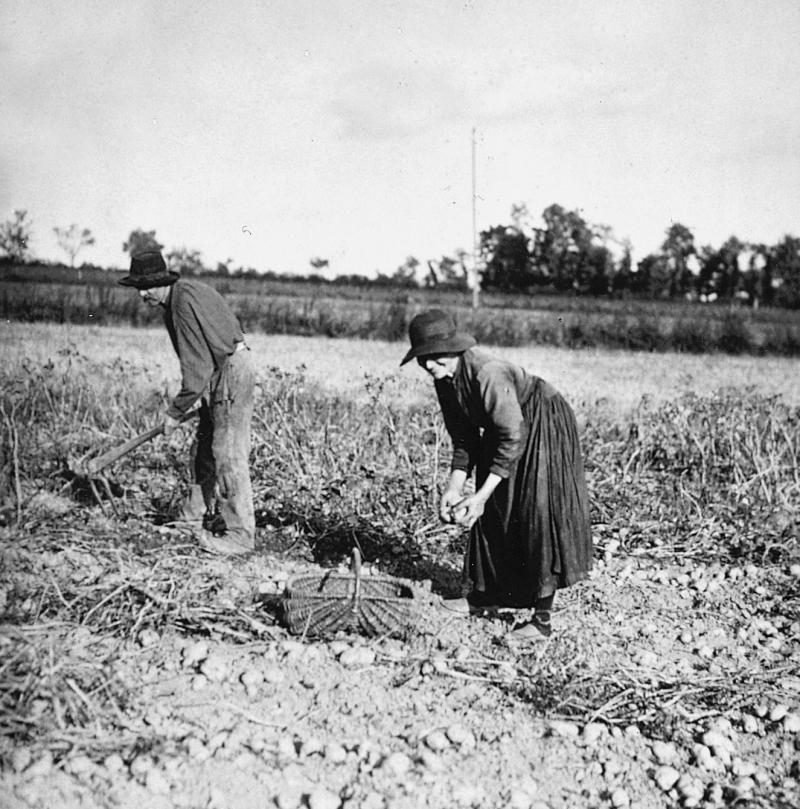 Homme arrachant des pommes de terre (patanons, trufas, trufes, trufets) et femme les ramassant, au Sahut, 1932