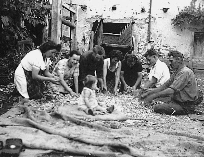 Dépiquage (escodre) manuel des haricots blancs (mongetas) devant un travail à ferrer (congrelh, trabalh) et un char (carri), à La Plancade, 20 août 1943