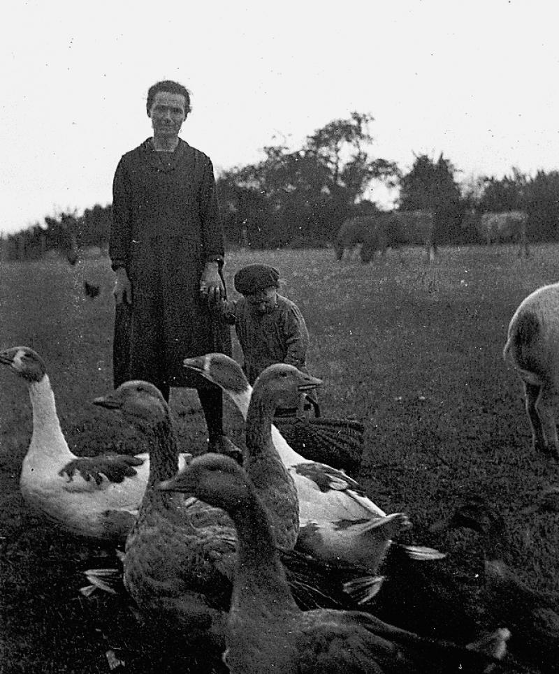 Femme, garçon (dròlle, garçon) avec un panier (panièr), oies (aucas), canard (guit, rit) et vaches (vacas) dans une prairie (prada), à Campels, 1956