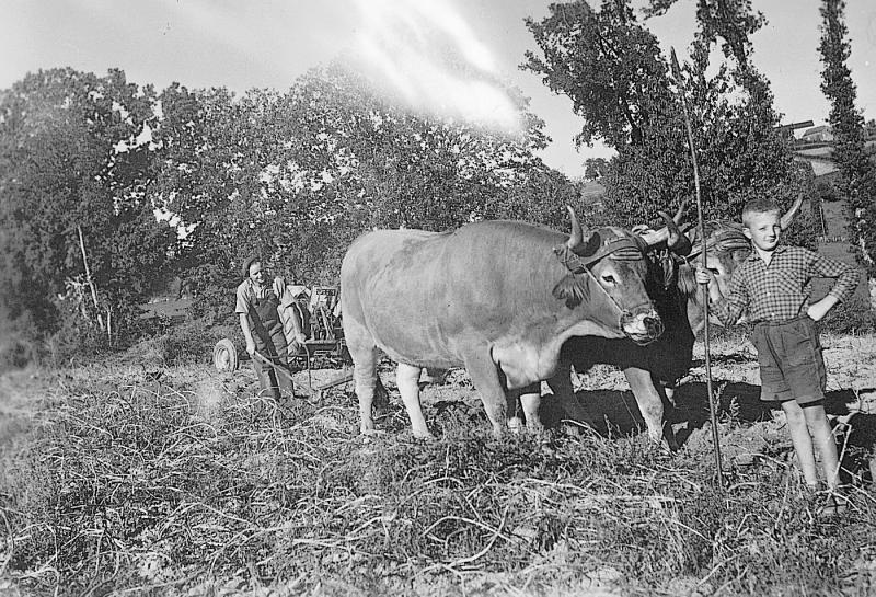 Temps de pause durant arrachage (traire) avec une charrue (carruga) des pommes de terre (patanons, trufas, trufes, trufets) avec paire de bovidés (parelh), au champ du Clot, 25 octobre 1958