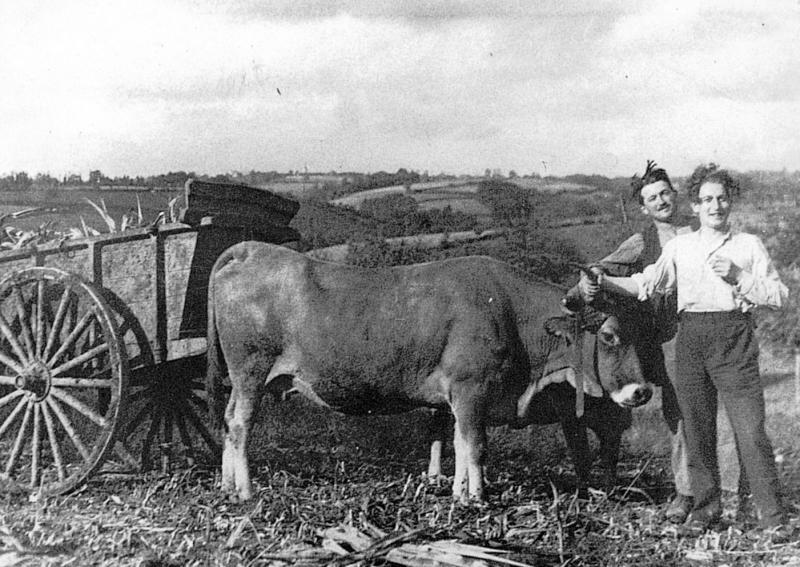 Temps de pause durant charroi (carreg) de maïs (milh) avec tombereau (tombarèl) et paire de bovidés (parelh), à La Fouillade, octobre 1929
