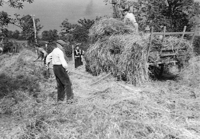 Râtelage et chargement manuels du foin (fen) sur un char (carri), au champ du Clot, 1956