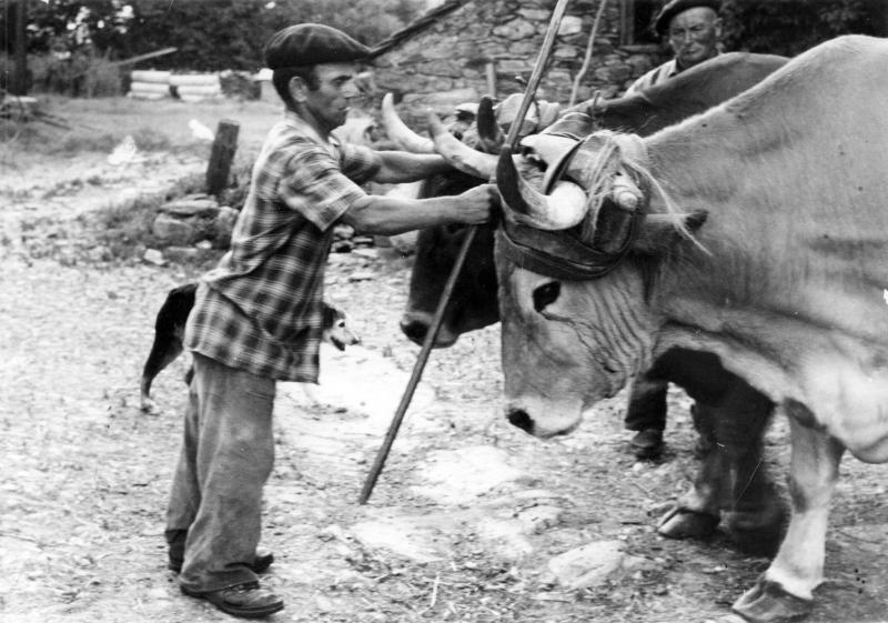 Homme immobilisant une paire de bovidés (parelh), à La Treillie, années 1970