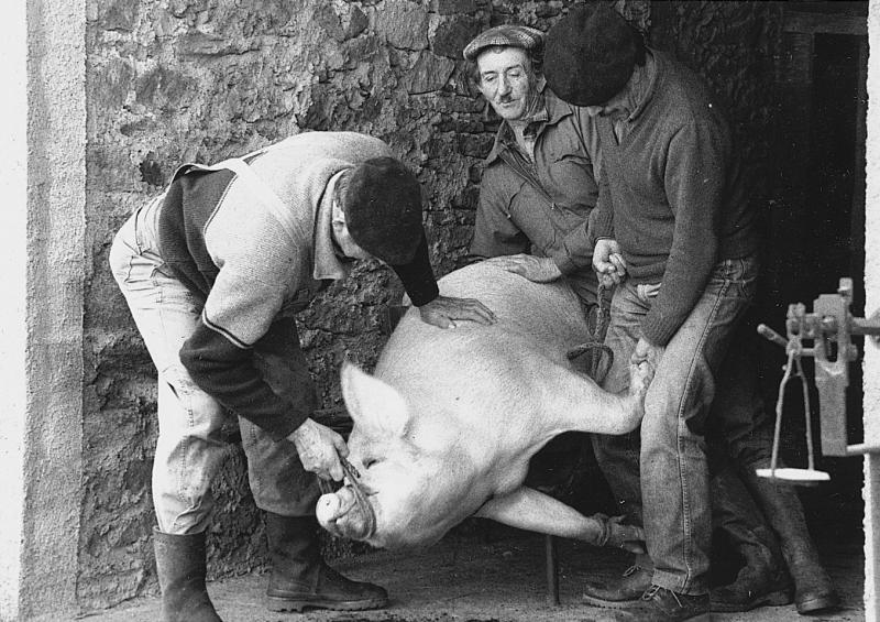 ​Abattage (masèl) du cochon (pòrc, tesson) : trois hommes l'immobilisant avant la saignée, à La Treillie, février 1992