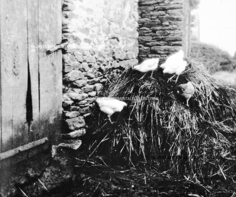 Poules (galinas, polas) sur un tas de fumier (femorièr), dans le Naucellois (secteur de Naucelle)