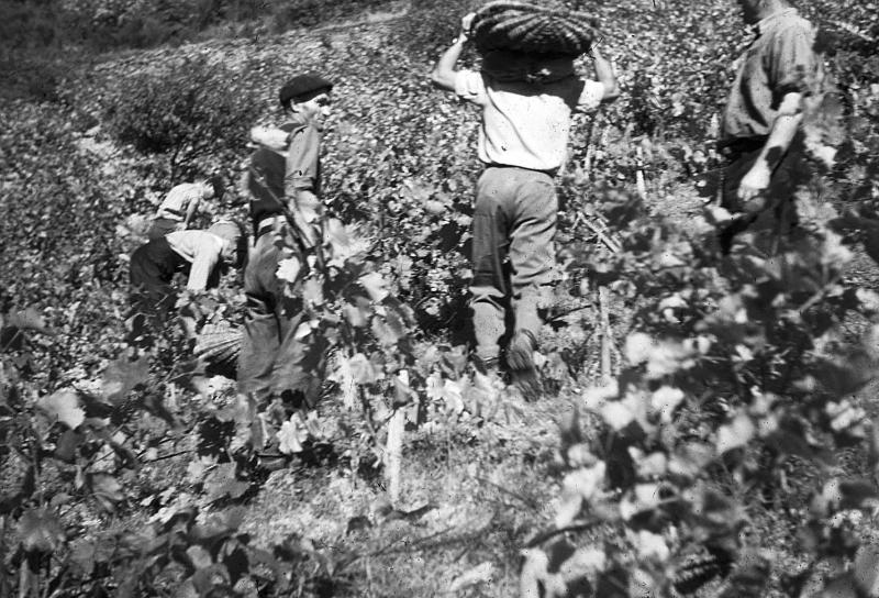 Vendangeurs (vendemiaires, vendenhaires) et homme transportant sur la tête une corbeille (desca) de raisins (rasims)