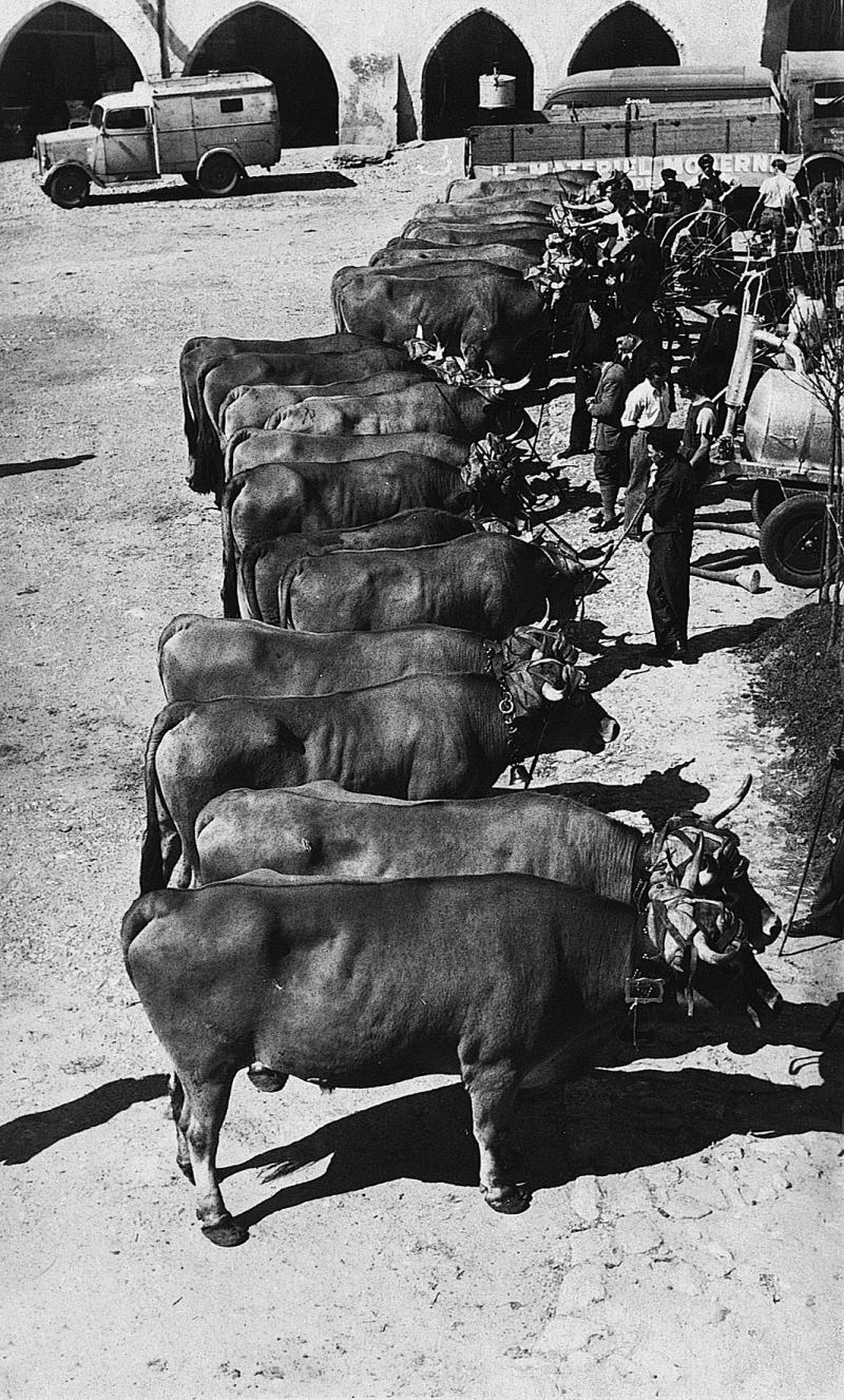 Camionnette, bétaillère, paires de bovidés (parelh) alignées sur la place aux arcades (gitats) pour la foire exposition, 10 septembre 1948
