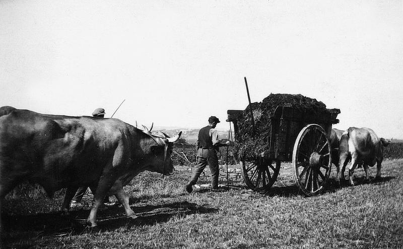 Charroi (carreg) de fumier (fems) avec tombereau (tombarèl) et paires de bovidés (parelhs), à La Coste, 1936