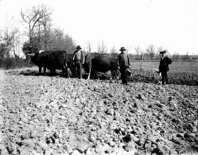 Temps de pause durant labour (laur, laurada) avec charrue Brabant et deux paires de bovidés (parelhs, prodèl), à La Planque, 1910