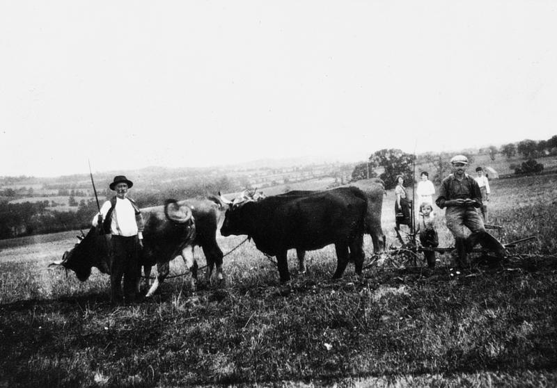 Temps de pause durant labour (laur, laurada) avec charrue Brabant et deux paires de bovidés (parelhs, prodèl), à La Garrigue, 1934