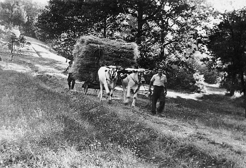 Charroi (carreg) de gerbes (cluègs, garbas) avec une paire de bovidés (parelh) sur un chemin de terre (carral), 1940-1945