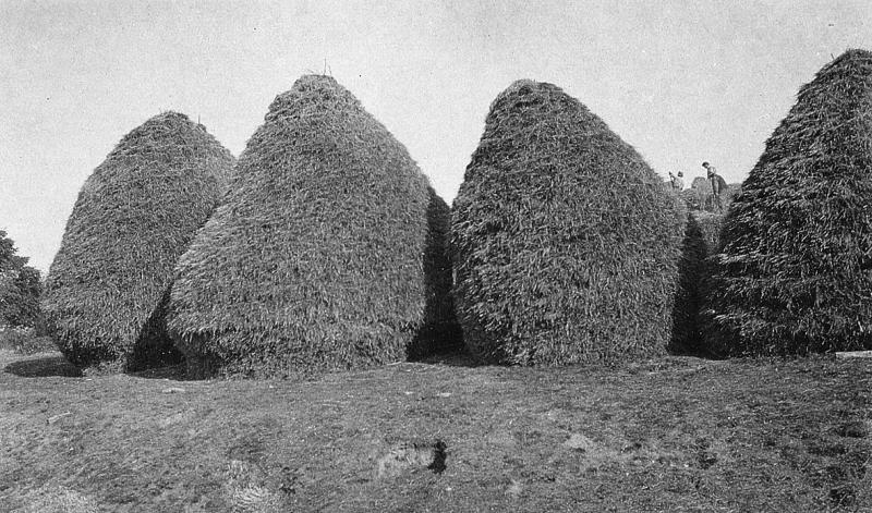 Cinq gerbiers (plonjons) dont un en cours de confection, à La Coste, août 1931