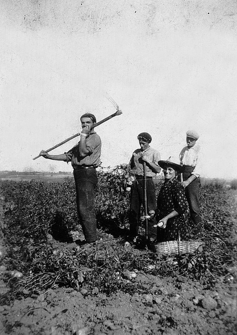 Temps de pause durant arrachage des pommes de terre (patanons, trufas, trufes, trufets), à Salzet, 1944-1945 