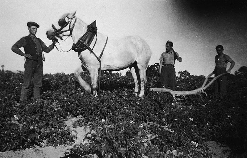 Temps de pause durant binage des pommes de terre (patanons, trufas, trufes, trufets) avec équidé et charrue Dombasle, aux Couvres, 1934