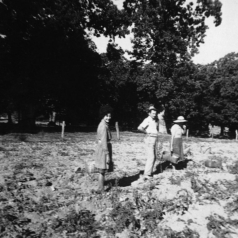 Temps de pause durant ramassage des pommes de terre (patanons, trufas, trufes, trufets), au Contourès, 1962